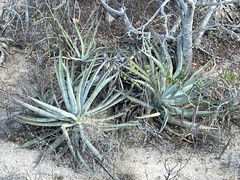 Agave aurea