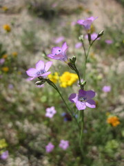 Saltugilia latimeri