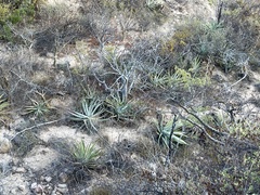 Agave aurea