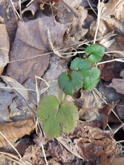 Ranunculus recurvatus