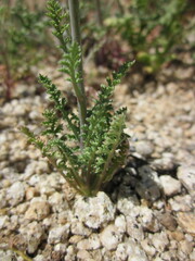 Saltugilia latimeri