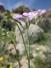Saltugilia latimeri