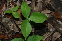 Arisaema acuminatum