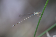 Austrolestes analis