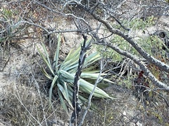 Agave aurea