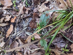 Lithospermum tuberosum