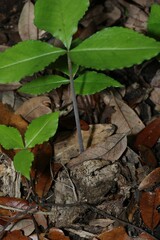 Arisaema acuminatum