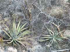 Agave aurea