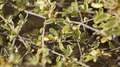 Ochrostomus pulchellus