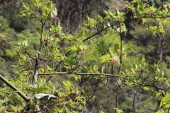 Acer davidii