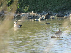 Callonetta leucophrys