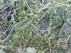 Ficus petiolaris palmeri