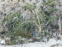 Ficus petiolaris palmeri