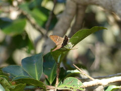 Aguna albistria