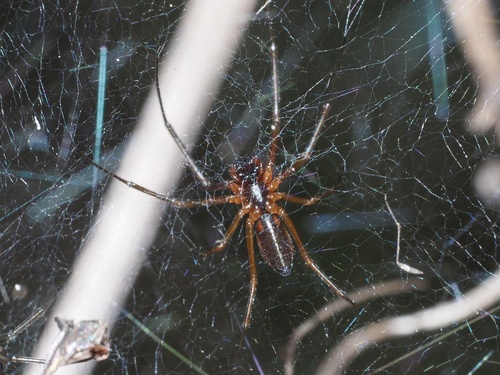 Bowl-and-doily Spider