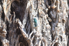 Chrysidoidea