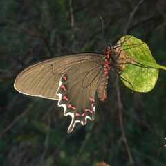 Parides bunichus
