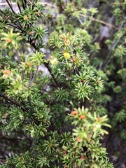 Phyllota pleurandroides