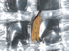 Dichomeris acuminatus