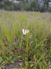 Primula clevelandii