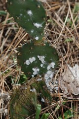 Dactylopius confusus