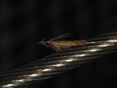 Dichomeris acuminatus