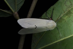 Spilarctia subcarnea