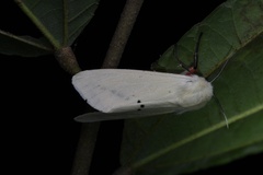 Spilarctia subcarnea