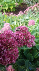 Bombus impatiens