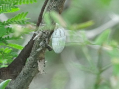 Urocoptoidea