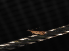 Dichomeris acuminatus