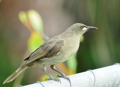 Stomiopera unicolor