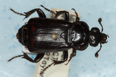 Nicrophorus pustulatus