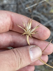 Adenophyllum speciosum