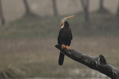 Anhinga melanogaster