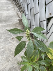 Parietaria officinalis