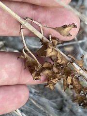 Adenophyllum speciosum