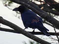 Corvus macrorhynchos