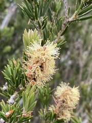 Melaleuca pityoides