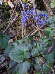 Veronica regina-nivalis