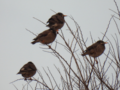 Spodiopsar cineraceus