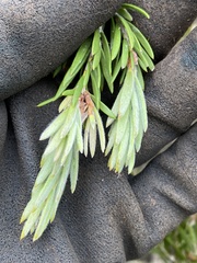 Melaleuca pityoides