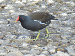 Gallinula chloropus