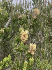 Melaleuca pityoides