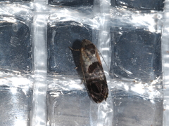 Eupselia beatella