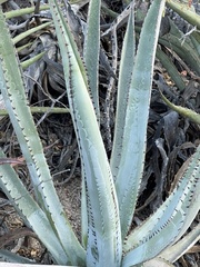 Agave aurea