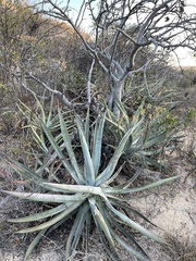 Agave aurea
