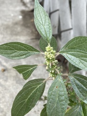 Parietaria officinalis