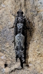 Pseudexentera hodsoni
