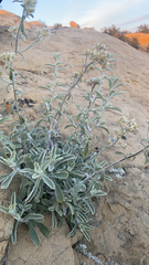 Pseudognaphalium microcephalum